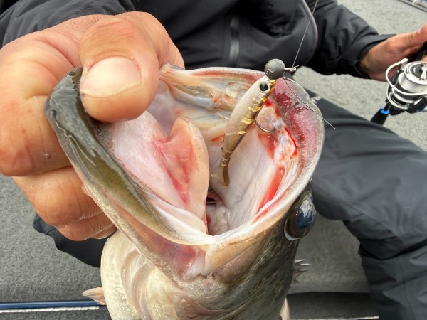 VIROLA HARD(ヴィローラハード) 60詳細