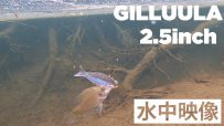 【公式】GILLUULA 2.5inch 水中映像